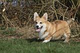 CORGI PEMBROKE 876